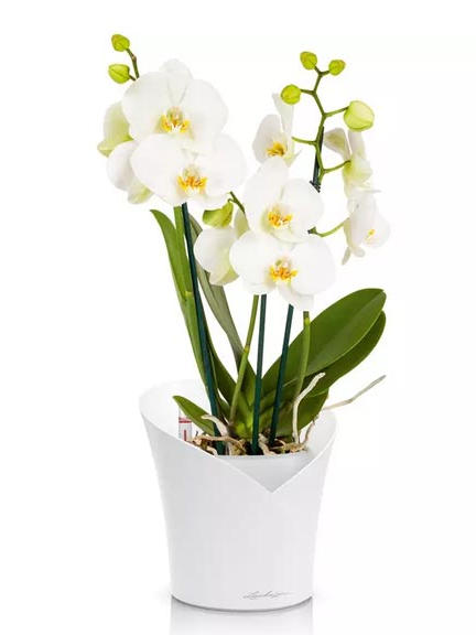 Кашпо Lechuza Orchidea