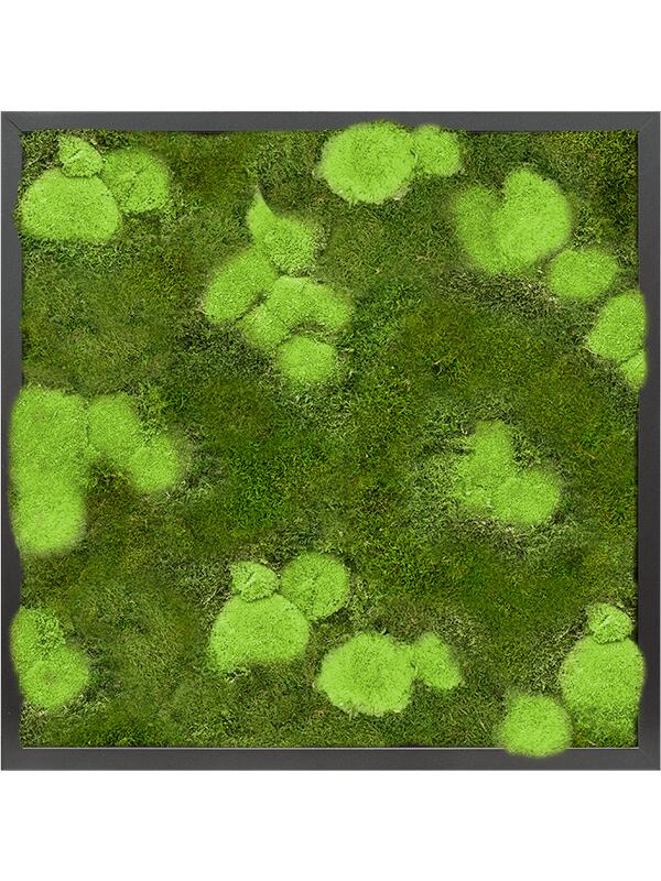 Картина из мха mdf ral 9005 satin gloss 30% ball- and 70% flat moss L60 W60 H6 см
