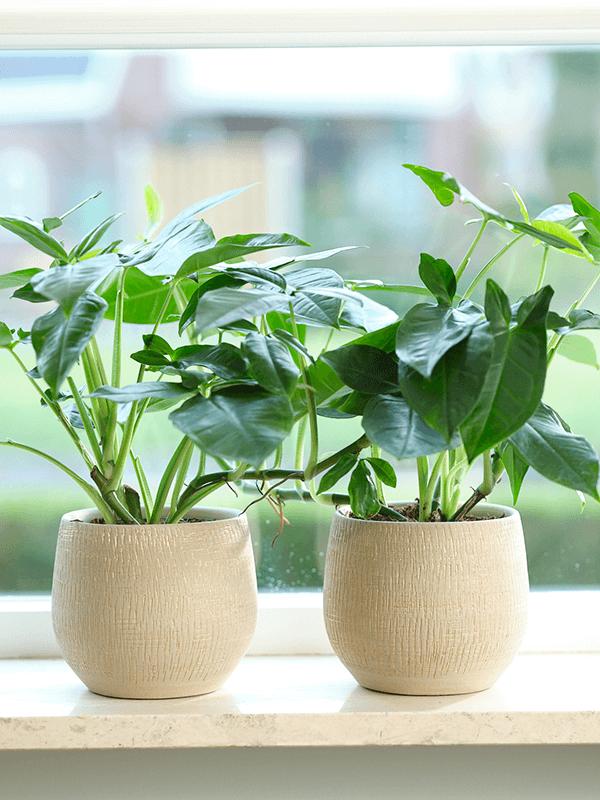 Кашпо Ryan pot shiny sand D26 H26 см