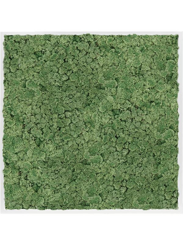 Картина из мха mdf ral 9010 satin gloss 100% reindeer moss (moss green) L100 W100 H6 см