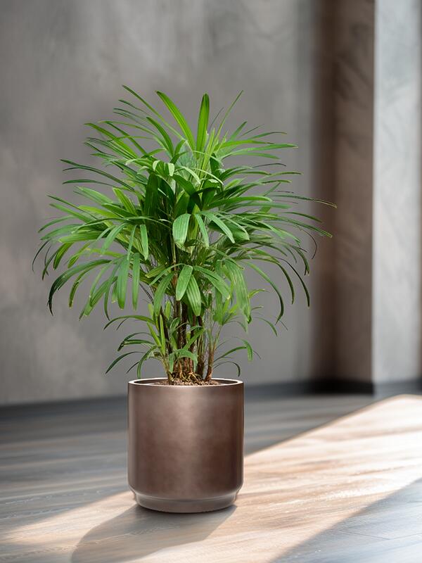 Кашпо Baq gradient cylinder matt coffee (с техническим горшком) D40 H40 см