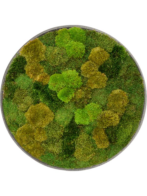 Картина из мха nova frame natural-concrete 20% flat and 80% exclusive moss (mix) D60 H5 см