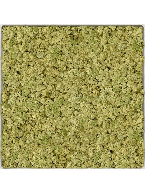 Картина из мха nova frame antique white-concrete 100% reindeer (oldgreen) L100 W100 H5 см