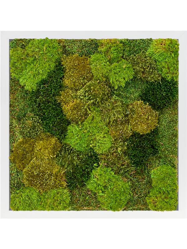 Картина из мха mdf ral 9010 satin gloss 20% flat and 80% exclusive moss (mix) L40 W40 H6 см