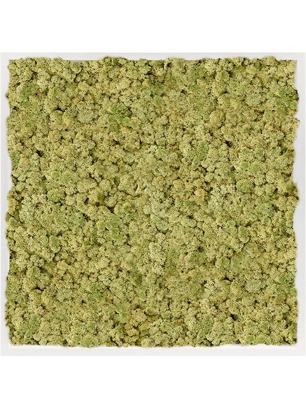 Картина из мха mdf ral 9010 satin gloss 100% reindeer moss (old green) L80 W80 H6 см