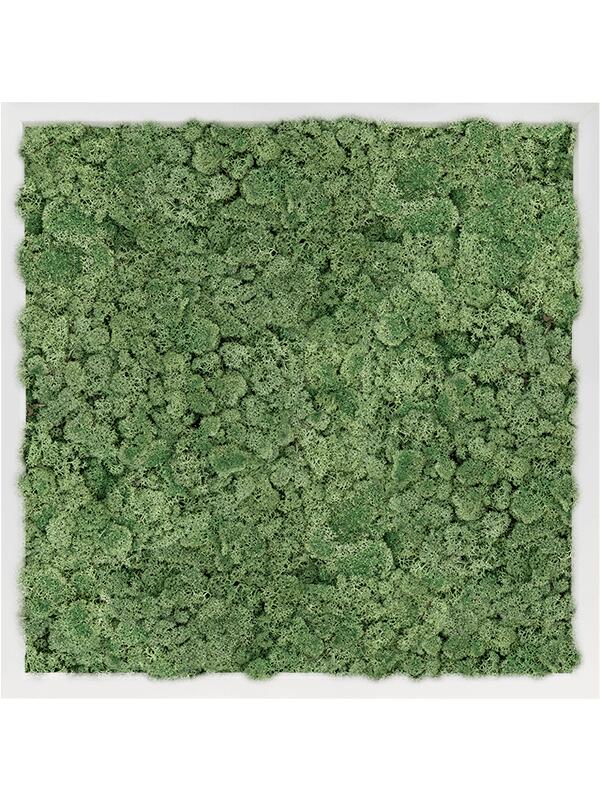 Картина из мха mdf ral 9010 satin gloss 100% reindeer moss (moss green) L60 W60 H6 см