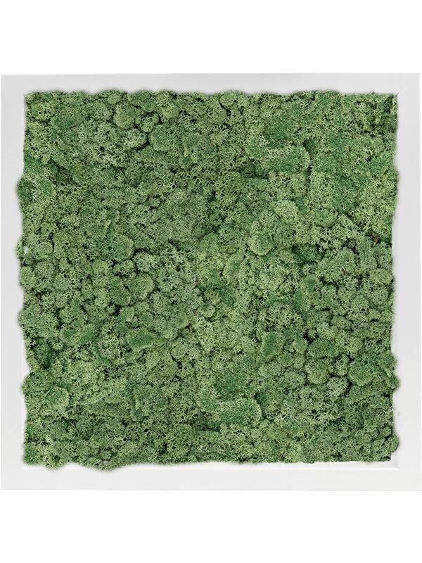Картина из мха mdf ral 9010 satin gloss 100% reindeer moss (moss green) L40 W40 H6 см