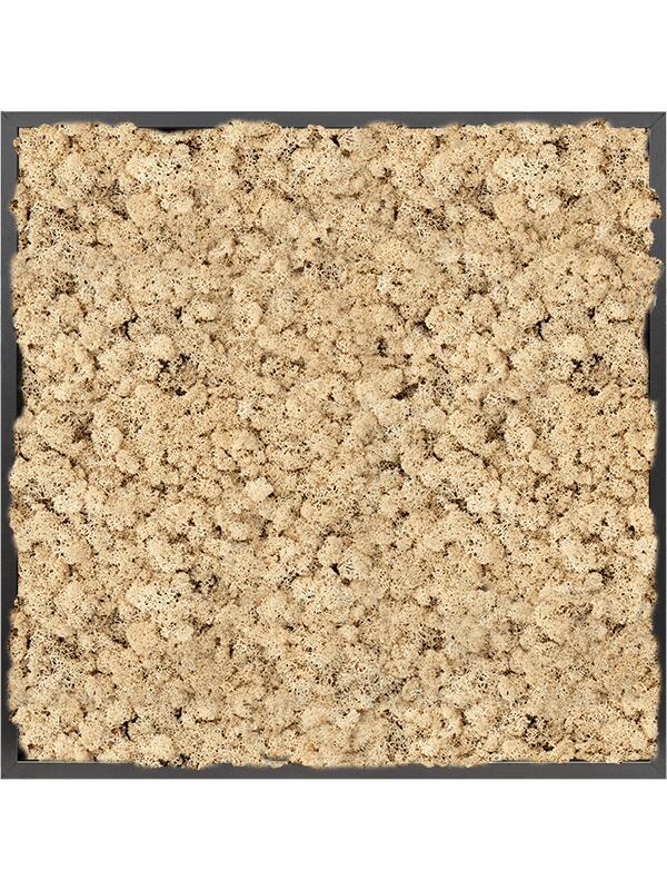 Картина из мха mdf ral 9005 satin gloss 100% reindeer moss (natural) L80 W80 H6 см