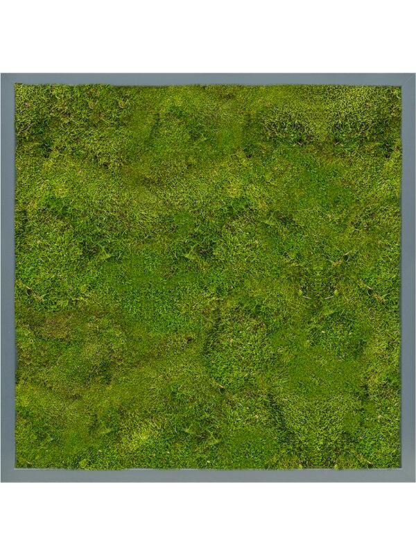Картина из мха mdf ral 7016 satin gloss 100% flat moss L60 W60 H6 см