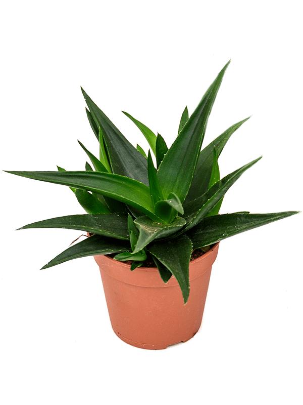 Хавортия Пентагона Вест Джого H25 D12 см