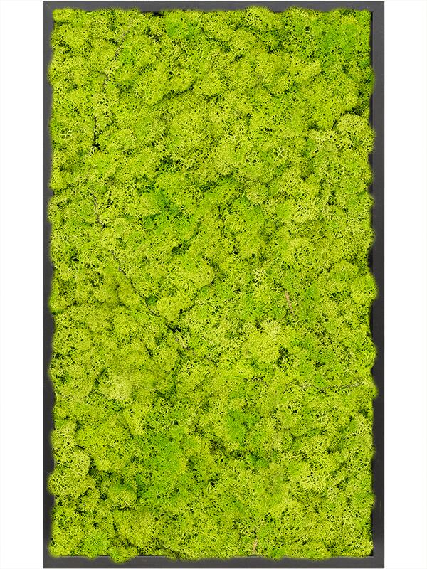 Картина из мха mdf ral 9005 satin gloss 100% reindeer moss (spring green) L100 W60 H6 см