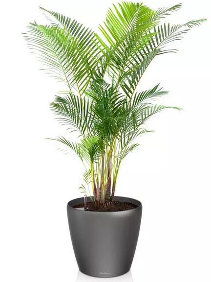 Кашпо Lechuza Classico