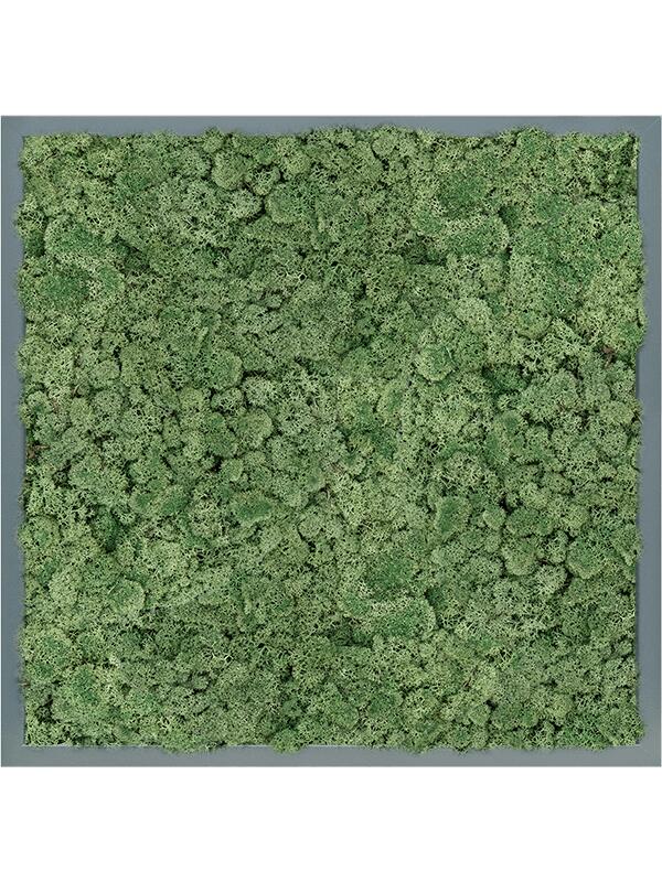 Картина из мха mdf ral 7016 satin gloss 100% reindeer moss (moss green) L60 W60 H6 см