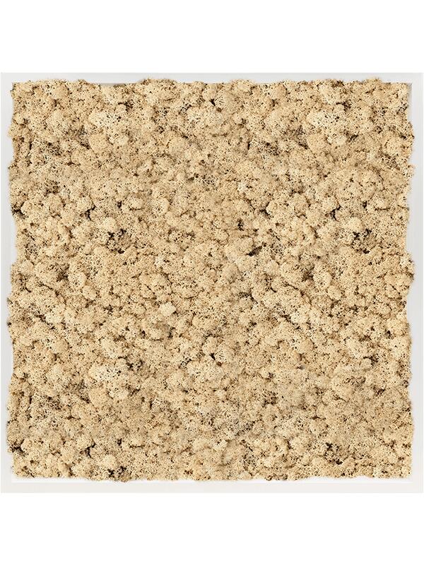 Картина из мха mdf ral 9010 satin gloss 100% reindeer moss (natural) L80 W80 H6 см