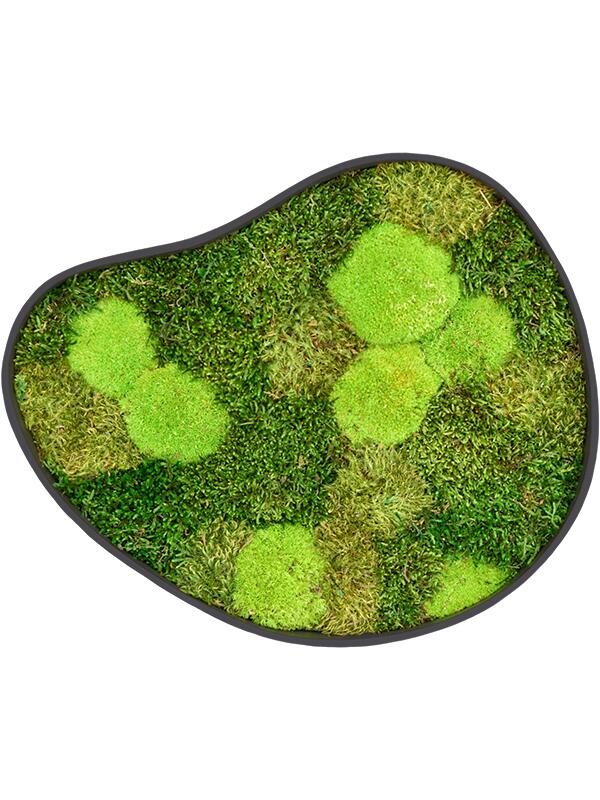 Картина из мха organic frame #3 earth mos (mix) L50 W43 H5 см