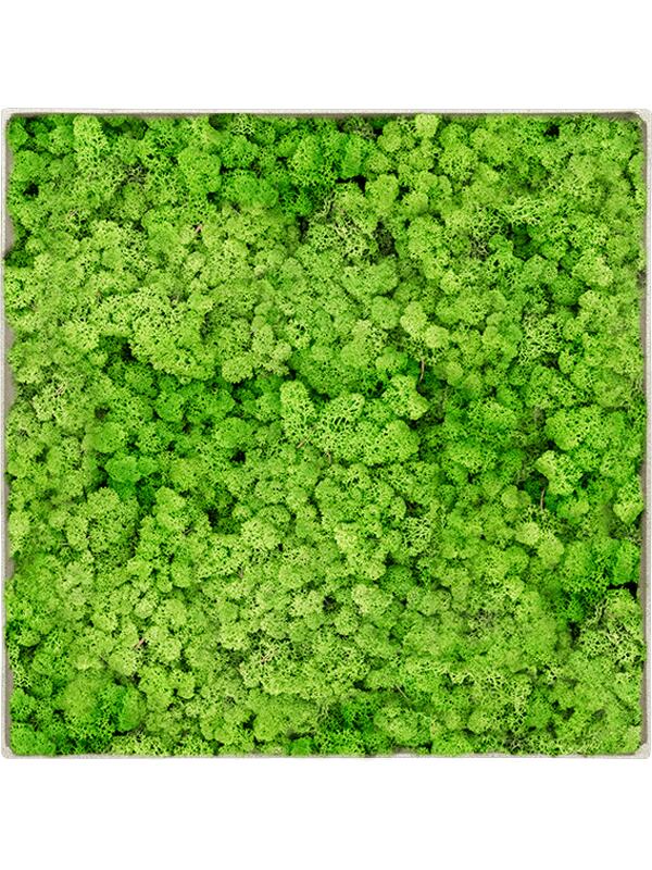 Картина из мха nova frame antique white-concrete 100% reindeer (light grass green) L50 W50 H5 см