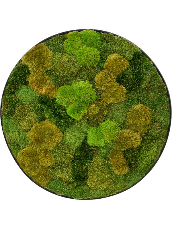 Картина из мха nova frame anthracite-concrete 20% flat and 80% exclusive moss (mix) D90 H5 см