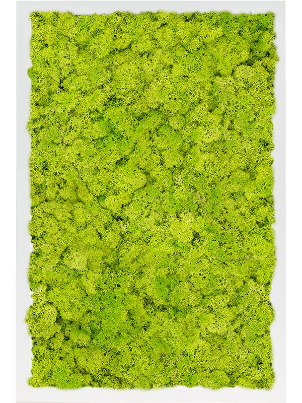 Картина из мха mdf ral 9010 satin gloss 100% reindeer moss (spring green) L60 W40 H6 см