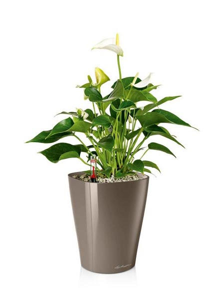 Кашпо Lechuza Deltini и mini-Deltini