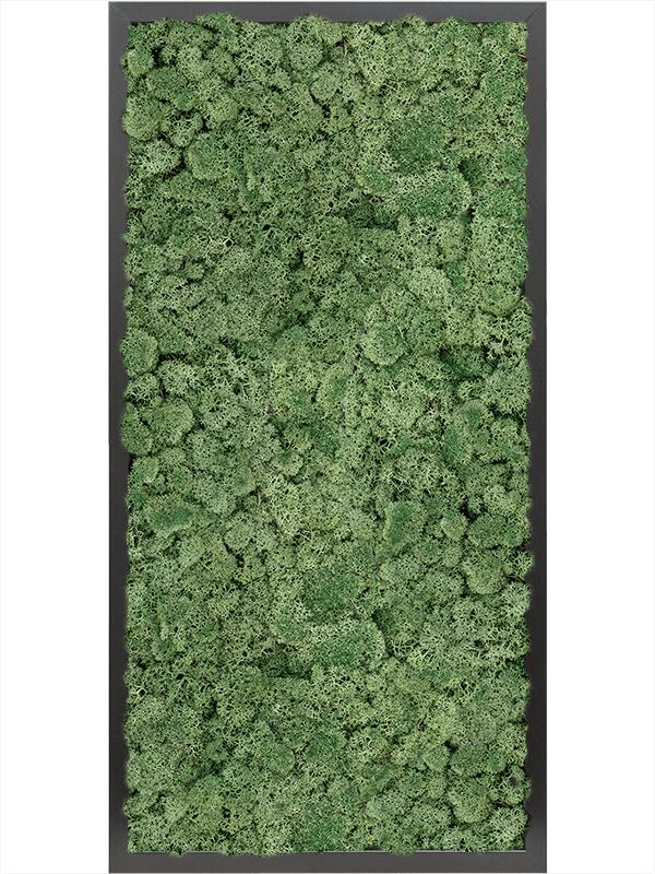 Картина из мха mdf ral 9005 satin gloss 100% reindeer moss (moss green) L80 W40 H6 см