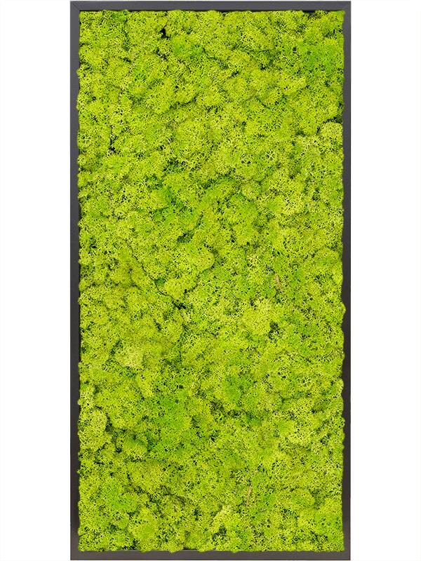 Картина из мха mdf ral 9005 satin gloss 100% reindeer moss (spring green) L120 W60 H6 см
