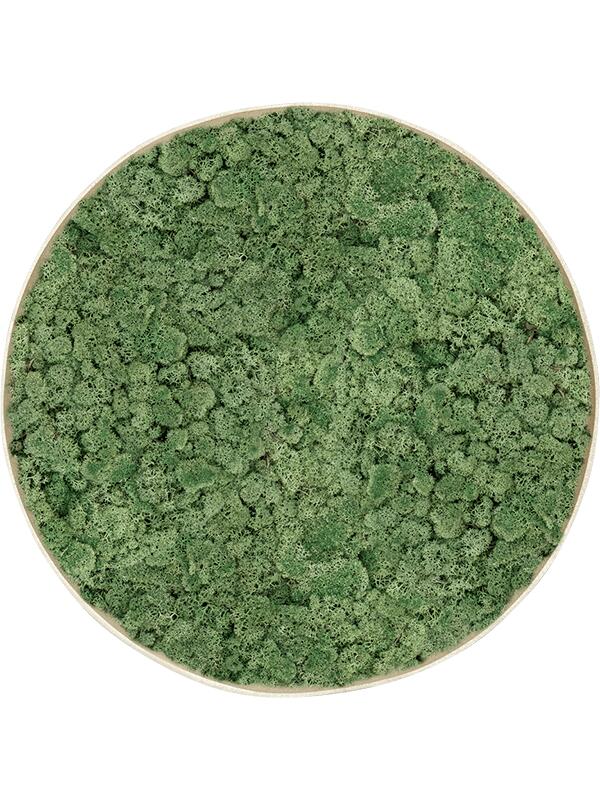 Картина из мха nova frame antique white-concrete 100% reindeer moss (moss green) D60 H5 см