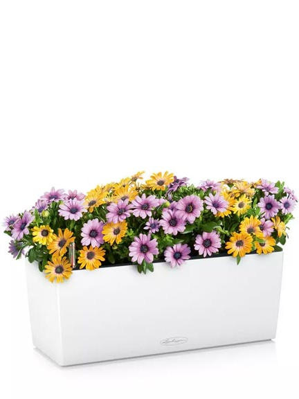 Кашпо Lechuza Balconera Color