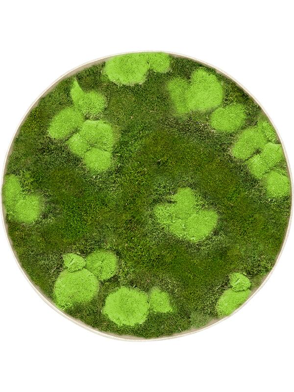 Картина из мха nova frame antique white-concrete 30% ball- and 70% flat moss D60 H5 см