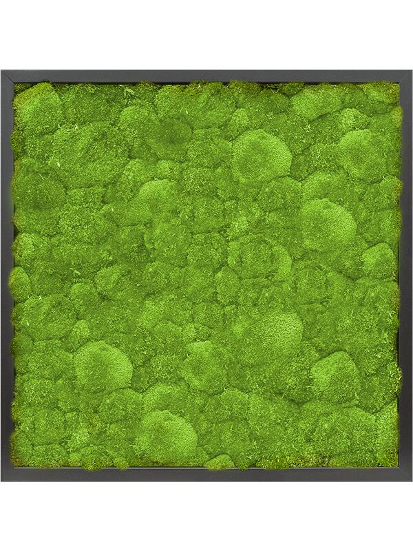 Картина из мха mdf ral 9005 satin gloss 100% ball moss L60 W60 H6 см