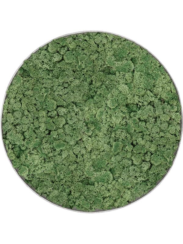 Картина из мха nova frame natural-concrete 100% reindeer moss (moss green) D50 H5 см