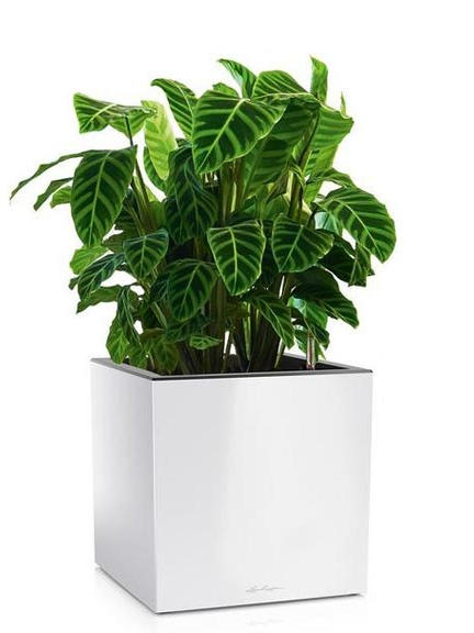 Кашпо Lechuza Canto low