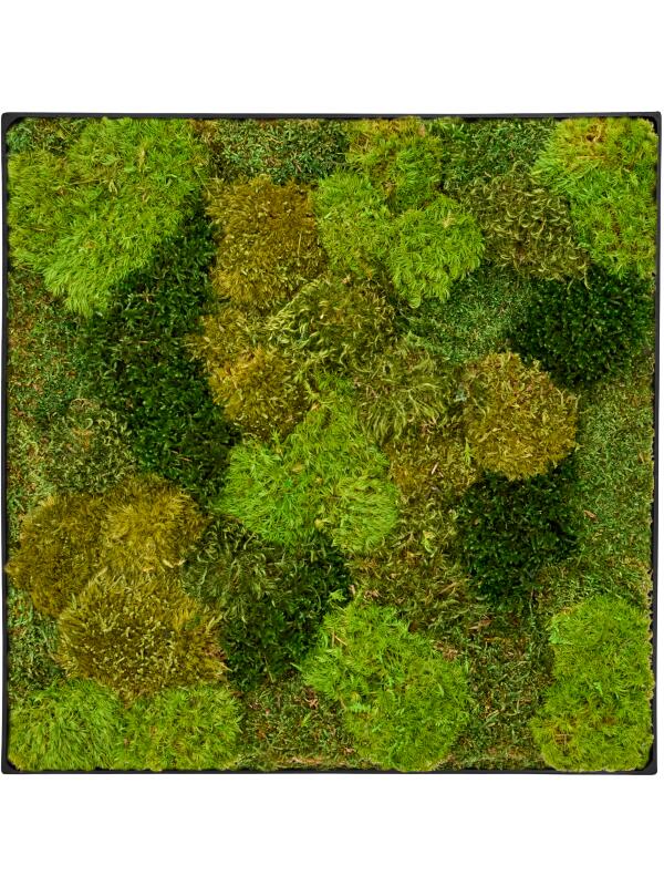 Картина из мха nova frame anthracite-concrete 20% flat and 80% exclusive moss (mix) L40 W40 H5 см
