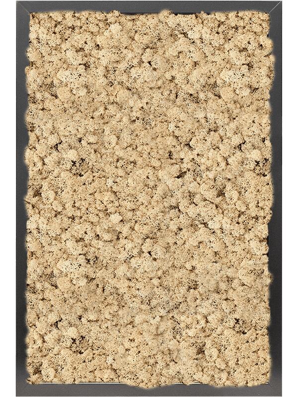 Картина из мха mdf ral 9005 satin gloss 100% reindeer moss (natural) L60 W40 H6 см