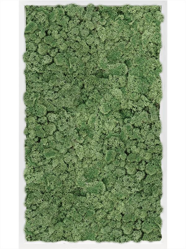 Картина из мха mdf ral 9010 satin gloss 100% reindeer moss (moss green) L100 W60 H6 см