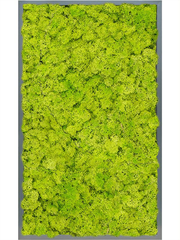 Картина из мха mdf ral 7016 satin gloss 100% reindeer moss (spring green) L100 W60 H6 см