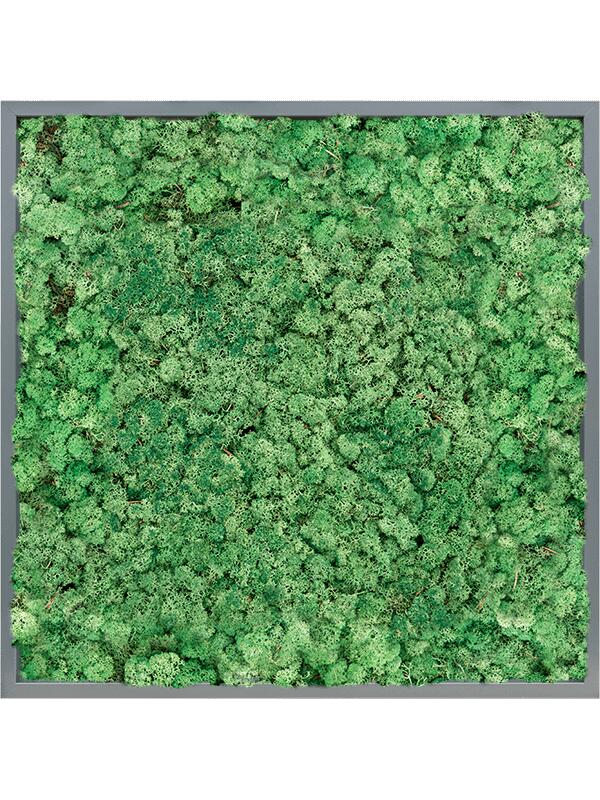 Картина из мха mdf ral 7016 satin gloss 100% reindeer (grass green) L80 W80 H6 см