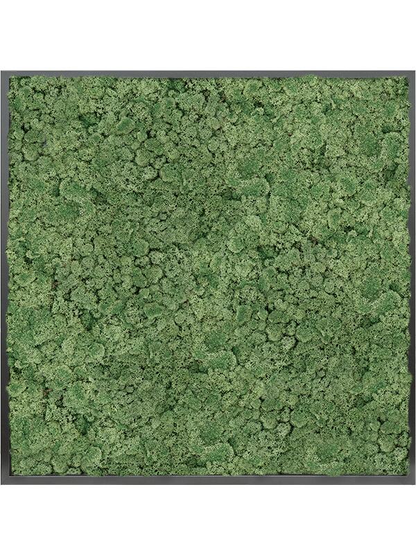 Картина из мха mdf ral 9005 satin gloss 100% reindeer moss (moss green) L100 W100 H6 см