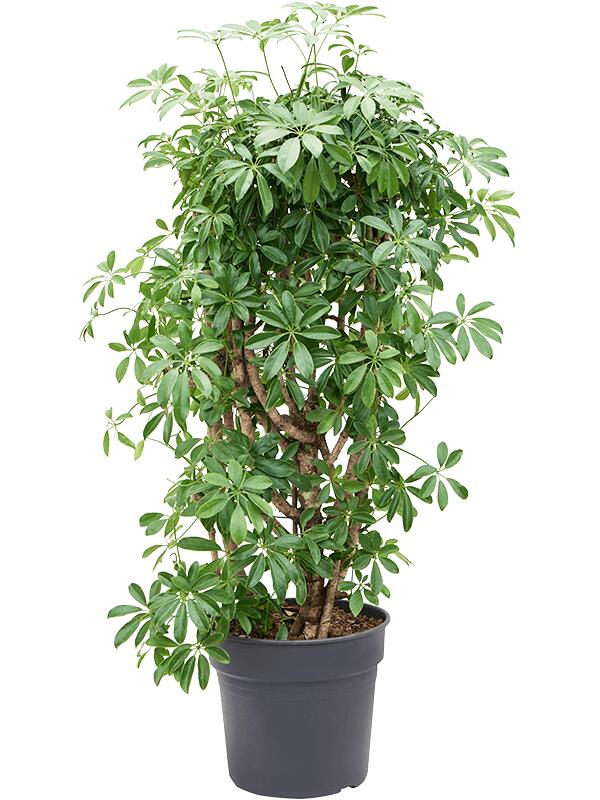 Шеффлера Компакта разветвленная H140 D34 см Шеффлера Компакта разветвленная H140 D34 см