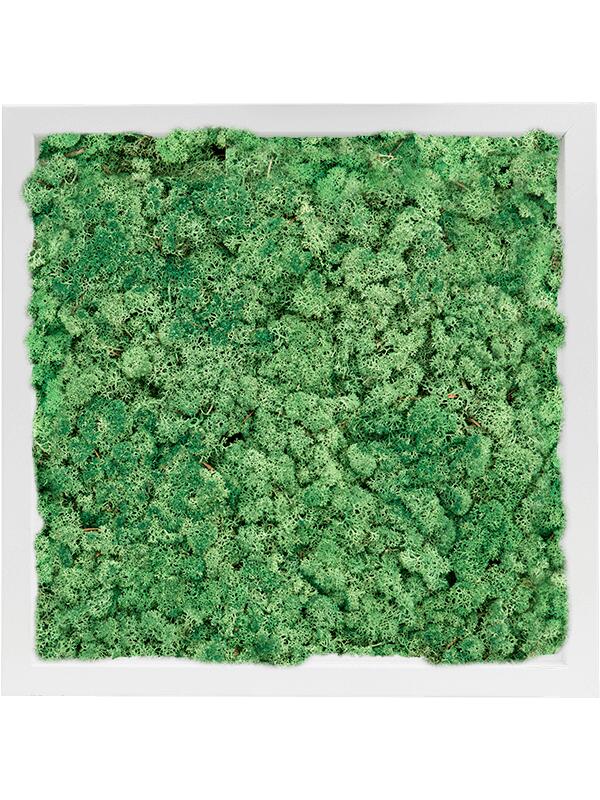 Картина из мха mdf ral 9010 satin gloss 100% reindeer moss (grass green) L40 W40 H6 см