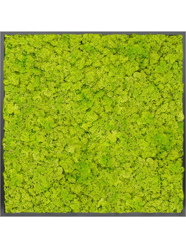 Картина из мха mdf ral 9005 satin gloss 100% reindeer moss (spring green) L100 W100 H6 см