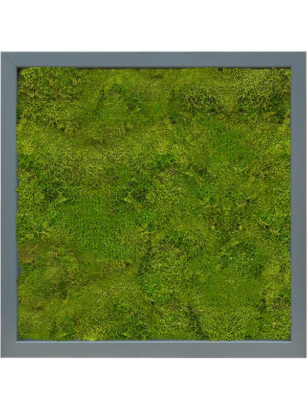 Картина из мха mdf ral 7016 satin gloss 100% flat moss L40 W40 H6 см