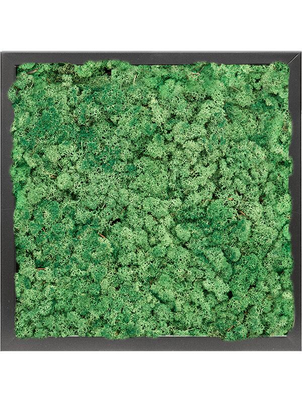 Картина из мха mdf ral 9005 satin gloss 100% reindeer moss (grass green) L40 W40 H6 см