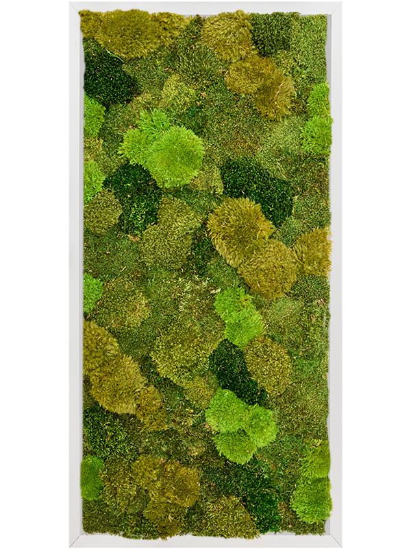 Картина из мха aluminium 20% flat and 80% exclusive moss (mix) L120 W60 H6 см