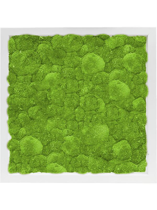 Картина из мха mdf ral 9010 satin gloss 100% ball moss L40 W40 H6 см
