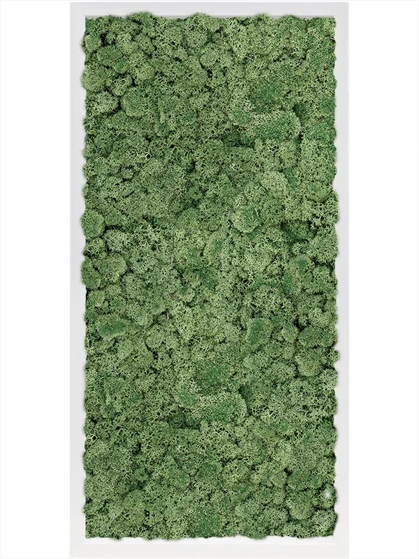 Картина из мха mdf ral 9010 satin gloss 100% reindeer moss (moss green) L80 W40 H6 см