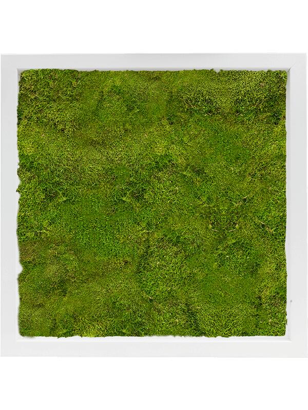 Картина из мха mdf ral 9010 satin gloss 100% flat moss L40 W40 H6 см