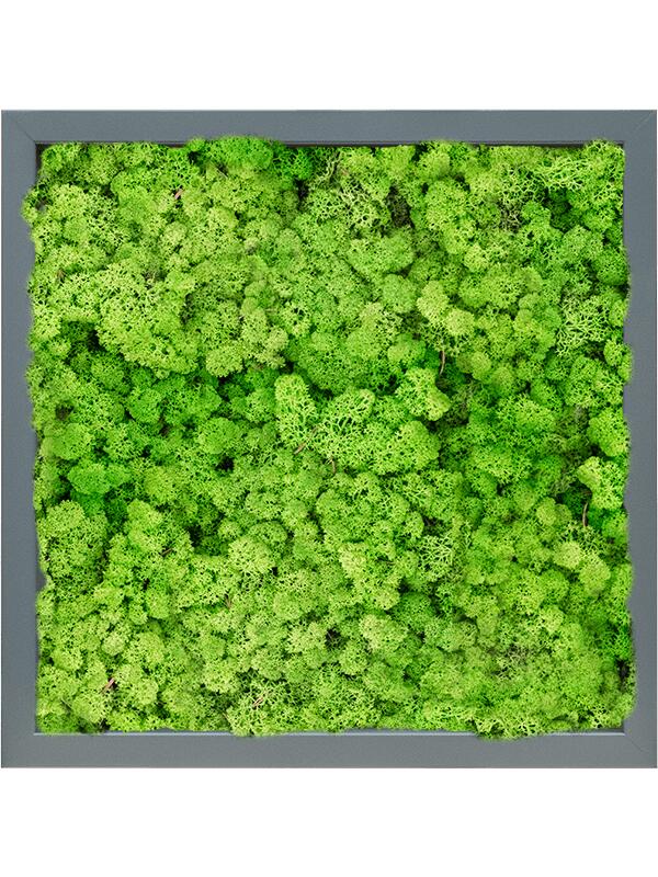 Картина из мха mdf ral 7016 satin gloss 100% reindeer (light grass green) L40 W40 H6 см