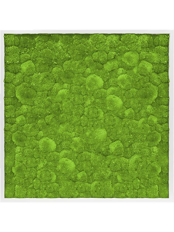 Картина из мха mdf ral 9010 satin gloss 100% ball moss L100 W100 H6 см