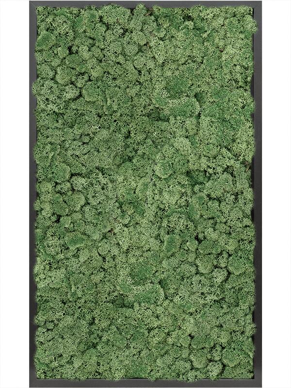Картина из мха mdf ral 9005 satin gloss 100% reindeer moss (moss green) L100 W60 H6 см