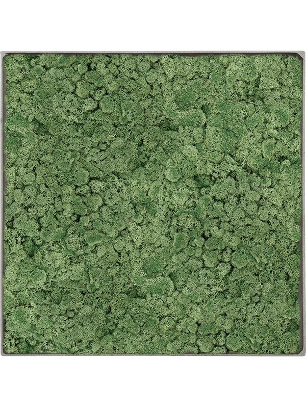Картина из мха nova frame natural-concrete 100% reindeer moss (moss green) L90 W90 H5 см